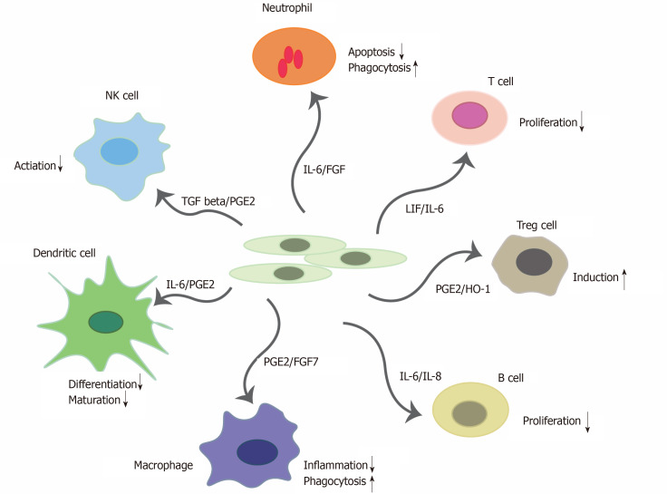 图1：间充质干细胞对免疫细胞的免疫调节作用。