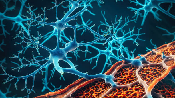 强强联合！神经干细胞与间充质干细胞相互作用成为神经再生一种有前途的方法