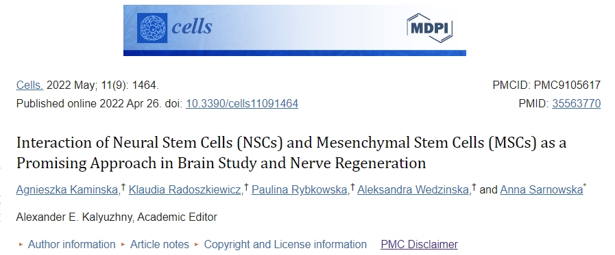 神经干细胞 (NSC) 和间充质干细胞 (MSC) 的相互作用作为大脑研究和神经再生的一种有前途的方法