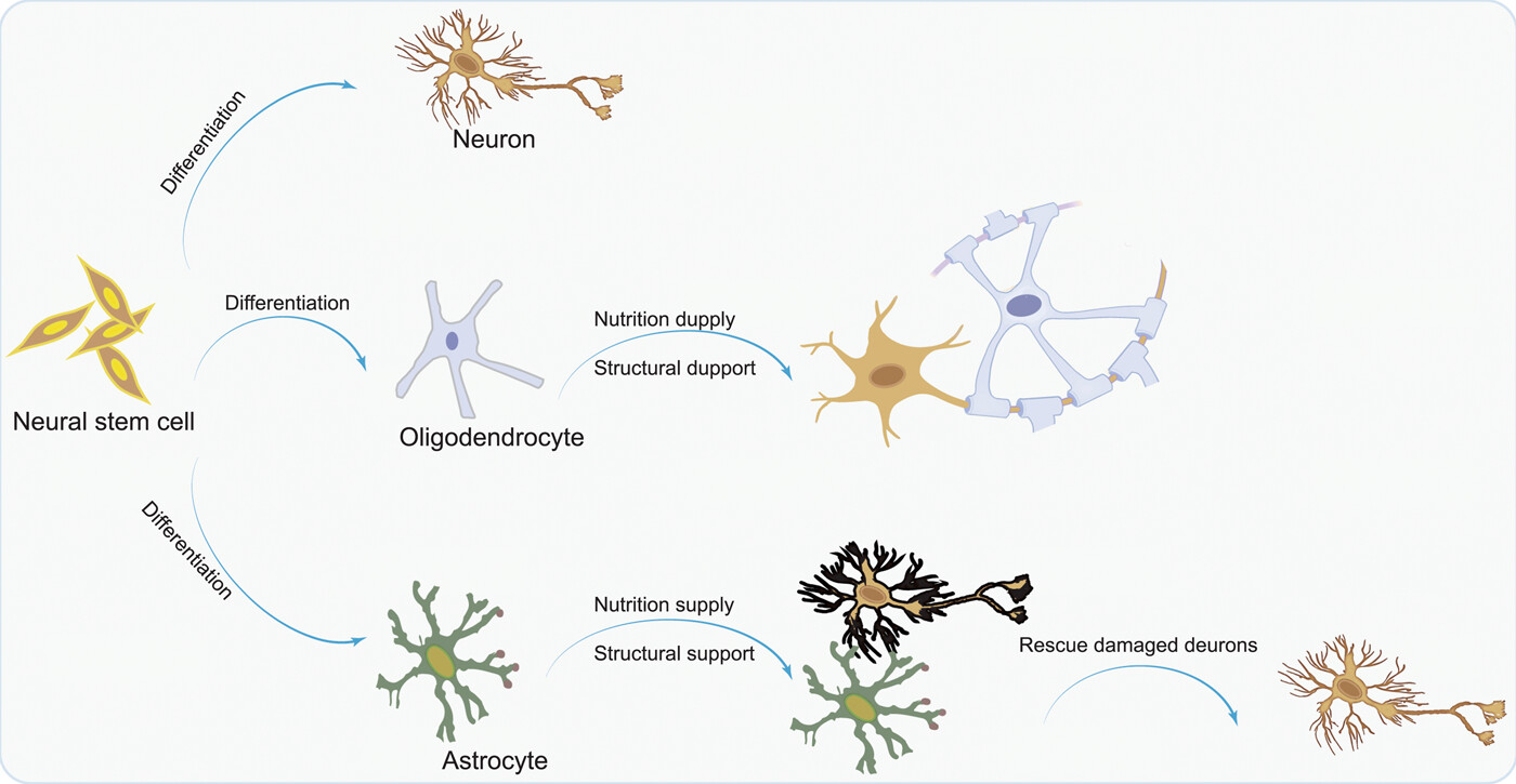 图1：NSC分化为神经元，以补充大脑中因疾病而损失的神经元；少突胶质细胞