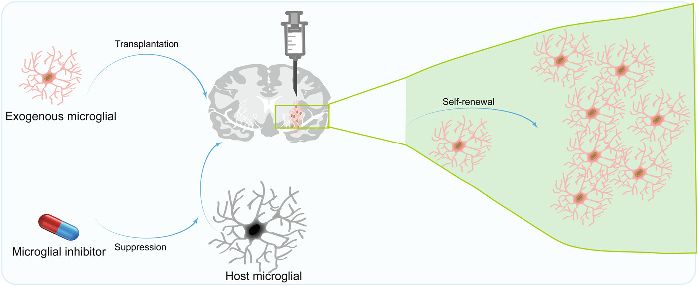 图4：移植小胶质细胞治疗神经系统疾病的机制