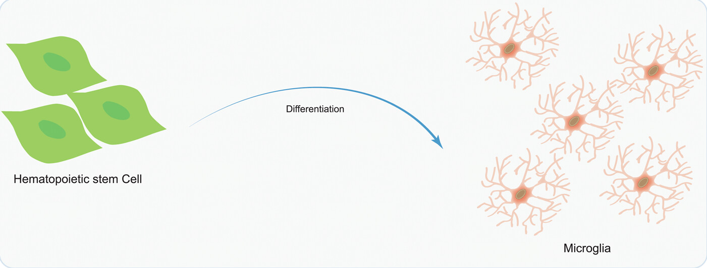 图5：造血干细胞移植在神经系统疾病治疗中的应用