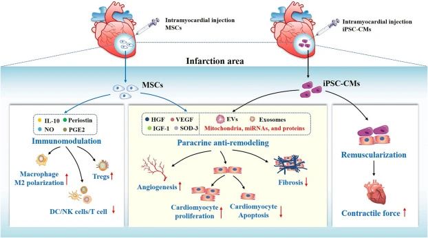 重复静脉注射干细胞可以进一步增强治疗效果。 重复静脉注射干细胞可以进一步增强治疗效果。