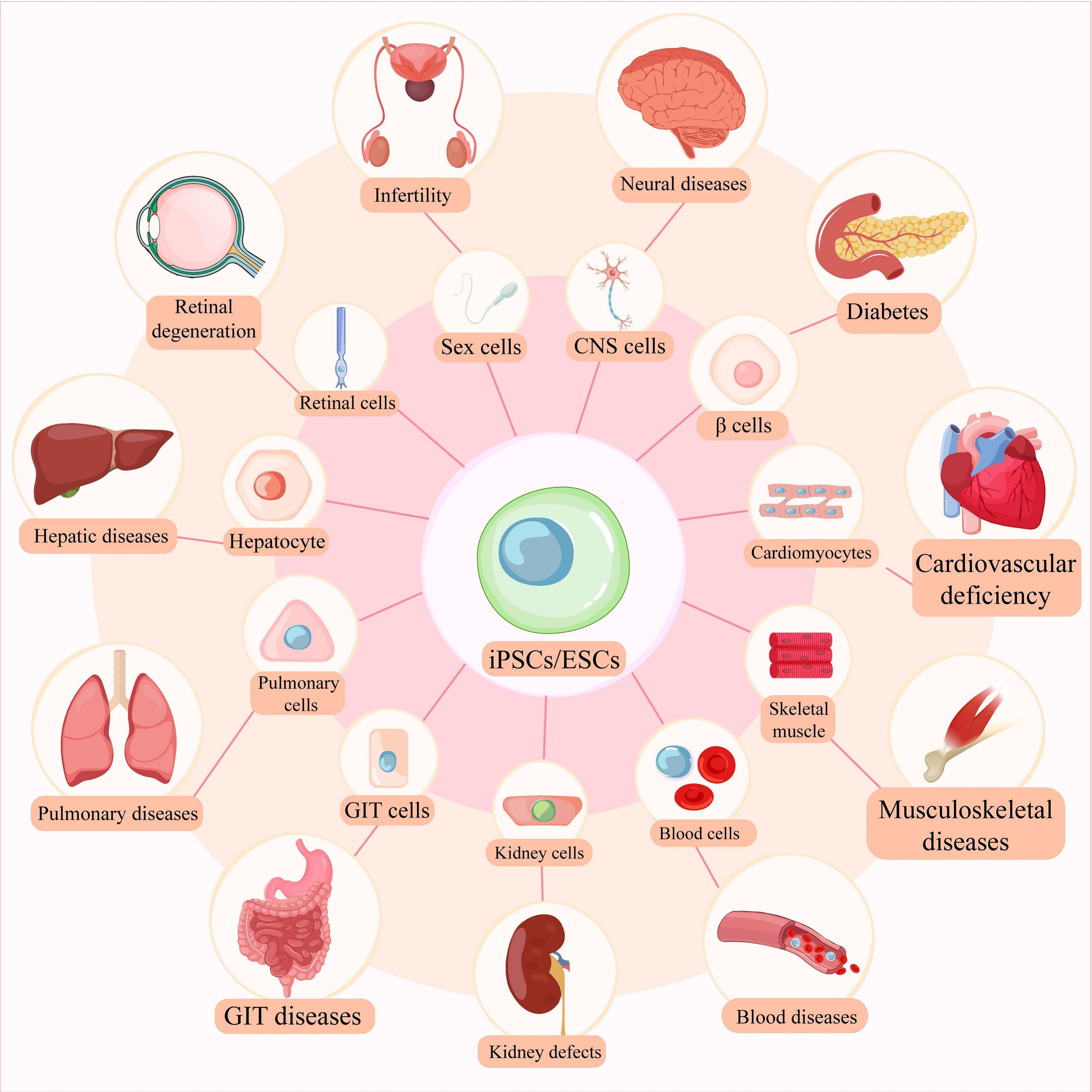 图1：多能干细胞对不同类型疾病的效力和分化潜力。