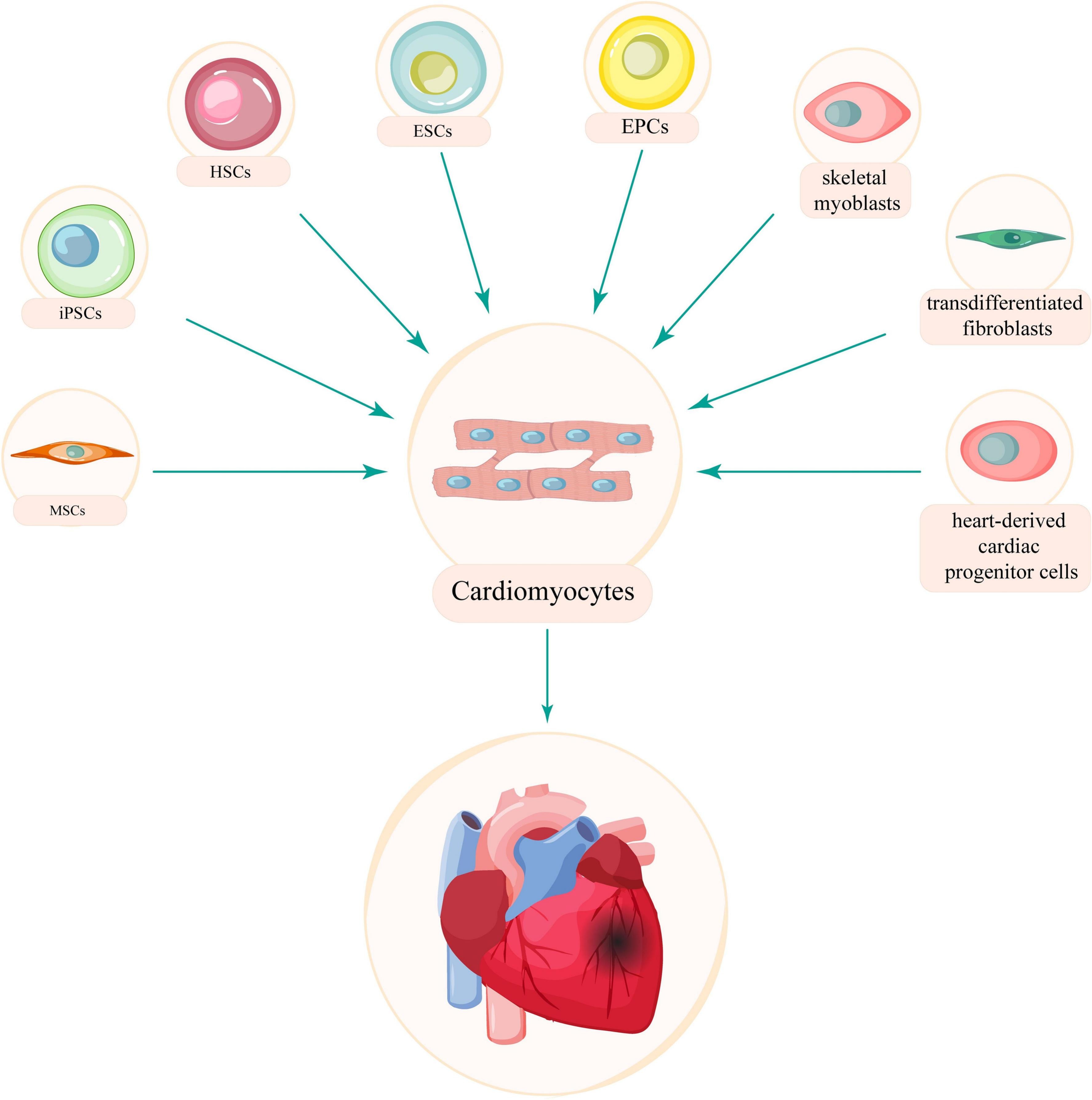 图4：成熟心肌细胞以及不同类型干细胞、祖细胞和终末分化细胞用于心脏再生治疗的潜力。