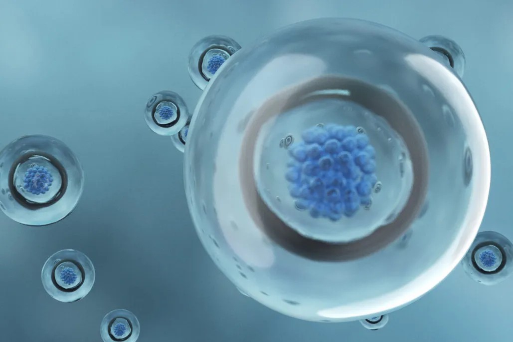 干细胞从哪里来? 干细胞从哪里来?