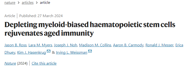 消除髓系造血干细胞可恢复衰老的免疫力