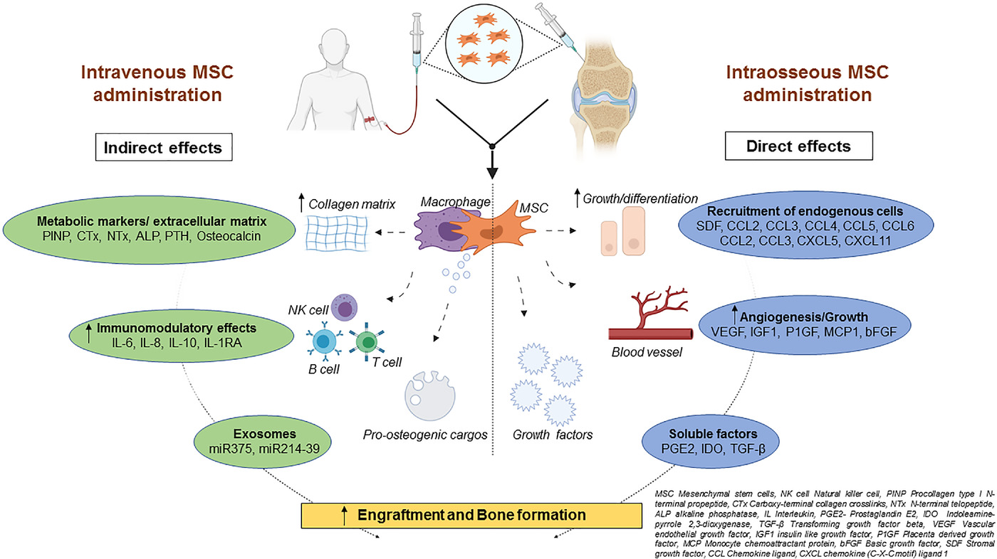 图2：该图显示了根据文献16-18和TERCELOI6试验数据推测的间充质干细胞体内分子机制及其给药后对各种细胞功能的作用。