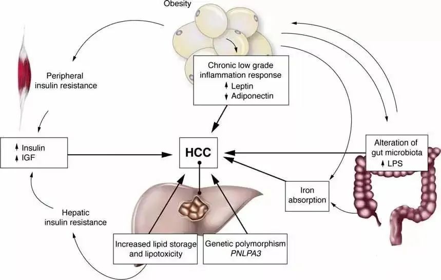 乙肝病毒DNA的特殊构造