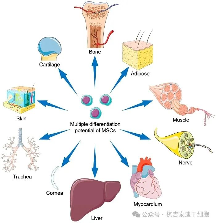 间充质干细胞 (MSC) 的分化潜力可能会因干细胞来源、扩增条件及其培养微环境而异。