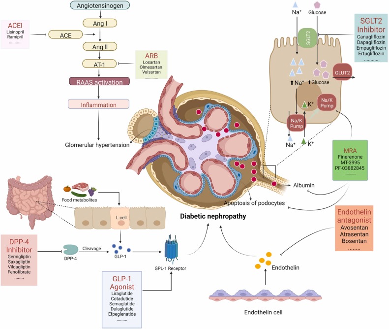 图3:糖尿病肾病代表性药物治疗的基本机制。 图3:糖尿病肾病代表性药物治疗的基本机制。