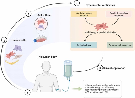 图4 .糖尿病肾病的细胞疗法 图4 .糖尿病肾病的细胞疗法