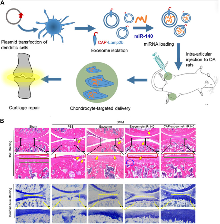 图3:MSC-Exos药物输送用于OA治疗的代表性研究。 图3:MSC-Exos药物输送用于OA治疗的代表性研究。