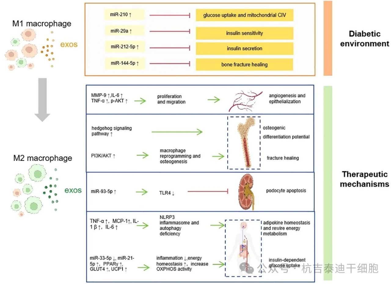 图1：巨噬细胞衍生的外泌体如何促进糖尿病的发病机制、并发症和治疗。