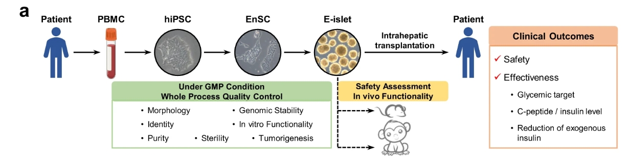 a E-胰岛的生成和质量控制以及E-胰岛移植的安全性/有效性评估的主要程序简要说明。 a E-胰岛的生成和质量控制以及E-胰岛移植的安全性/有效性评估的主要程序简要说明。