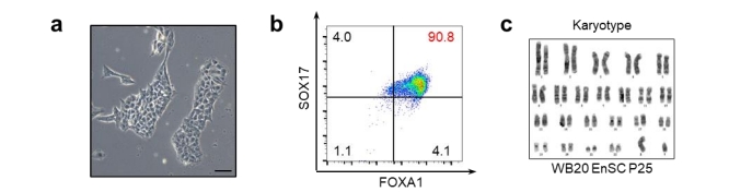 Enscs的形态、FACS的结果、WB20EnSC系的染色体分型结果 Enscs的形态、FACS的结果、WB20EnSC系的染色体分型结果