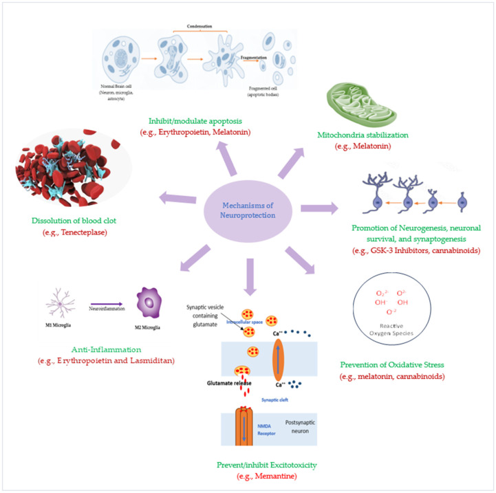 图3：潜在神经保护疗法的神经保护机制。