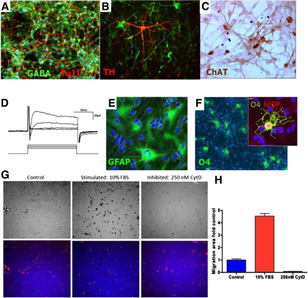图1:人中枢神经系统干细胞(HuCNS-SC)体外分化。 图1:人中枢神经系统干细胞(HuCNS-SC)体外分化。