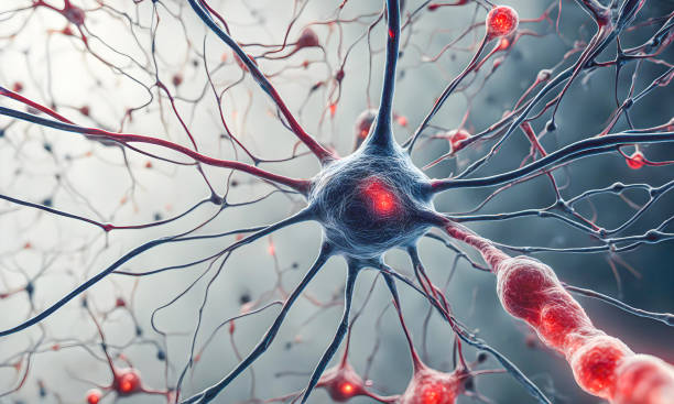 人类神经干细胞的临床转化 人类神经干细胞的临床转化