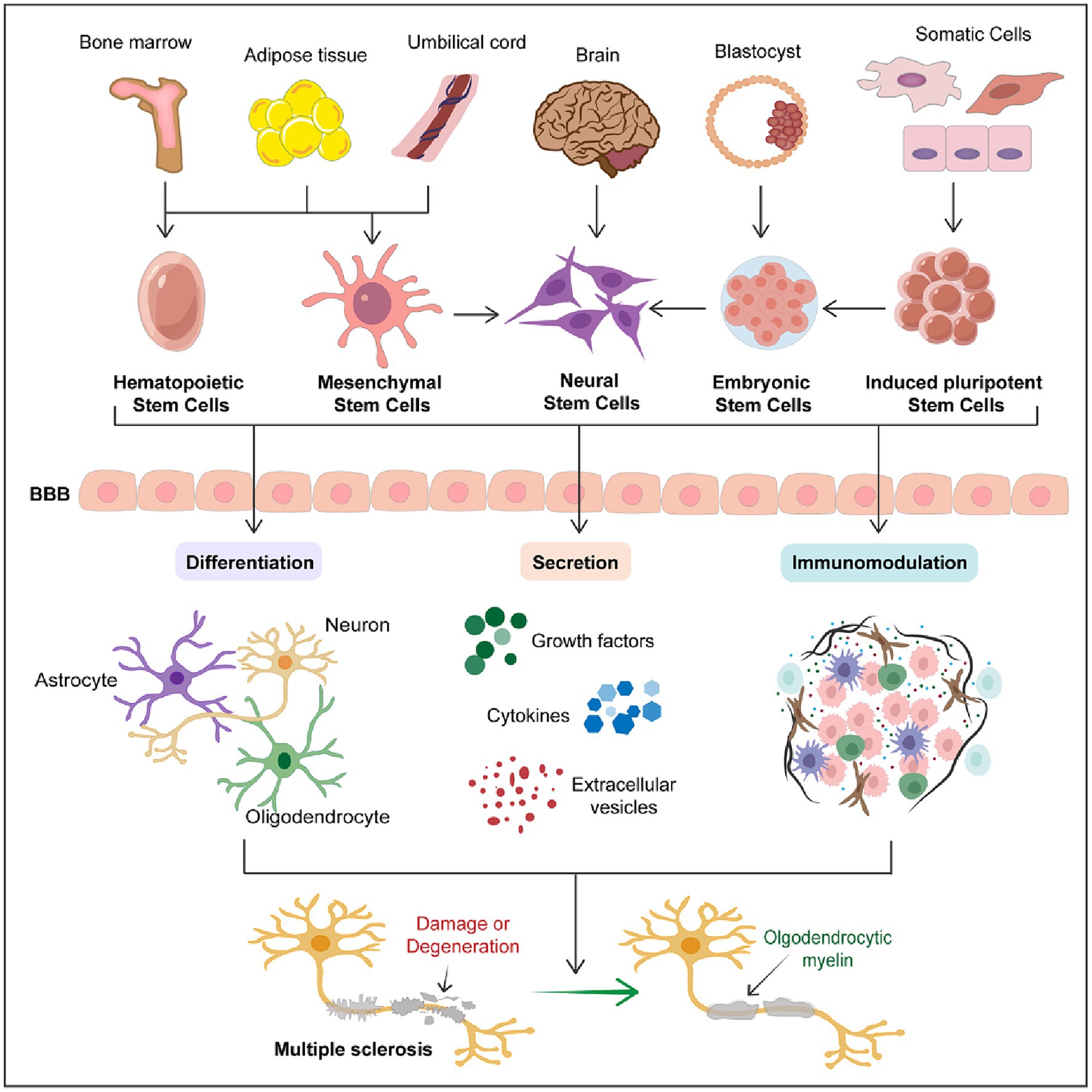 图1:干细胞在多发性硬化症中的治疗潜力。 图1:干细胞在多发性硬化症中的治疗潜力。