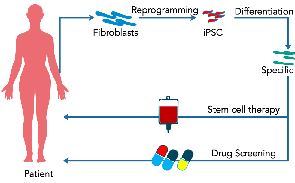 图2. 干细胞在个体化医疗中的应用