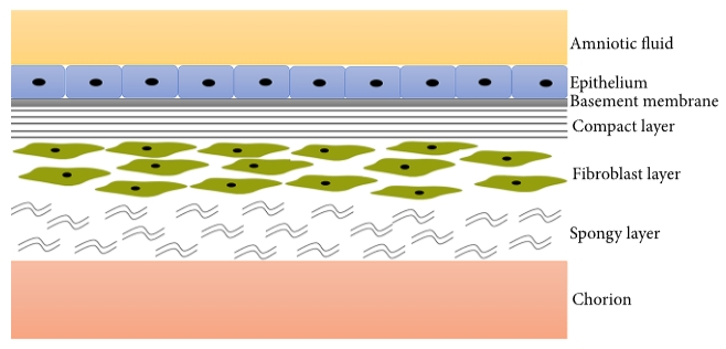 图1：羊膜示意图。