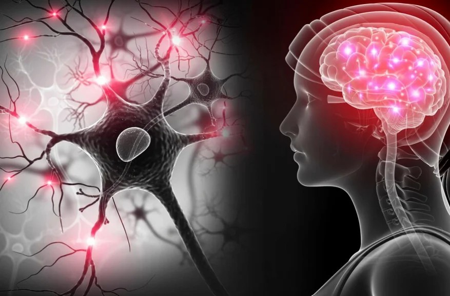 干细胞移植治疗神经系统疾病的现状和未来展望 干细胞移植治疗神经系统疾病的现状和未来展望