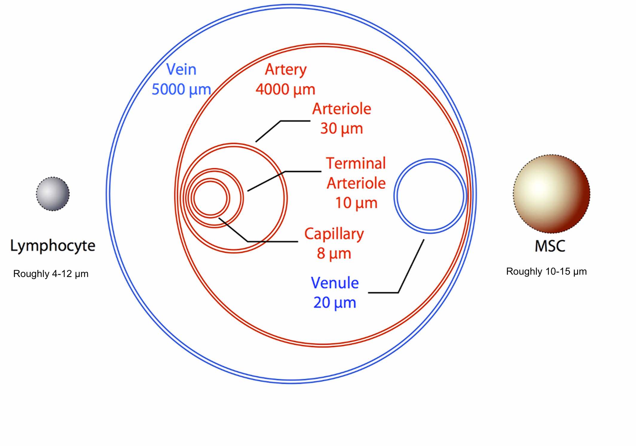 物理尺寸对全身任何细胞的迁移能力都起着至关重要的作用。