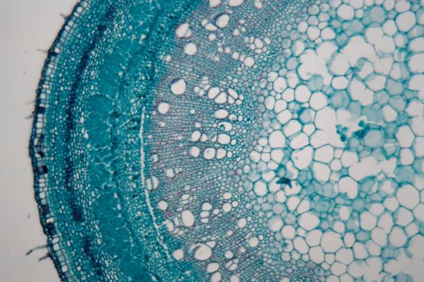 干细胞突破:EPHA2蛋白可能是更安全的再生疗法的关键 干细胞突破:EPHA2蛋白可能是更安全的再生疗法的关键