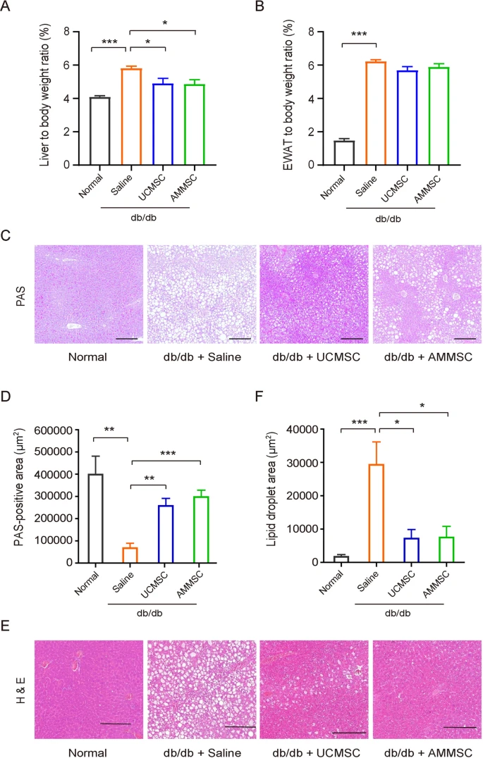 图2：MSC给药减少了小鼠肝脏中的脂质积累并增加了糖原储存