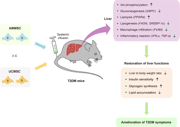 羊膜与脐带间充质干细胞治疗2型糖尿病疗效对比分析