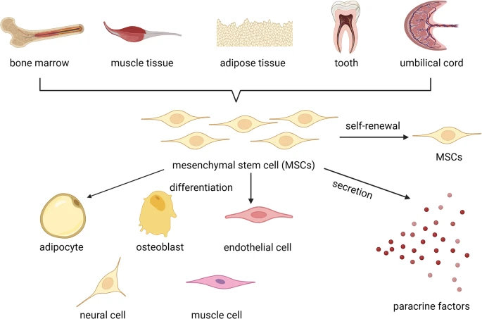 图2：间充质干细胞的来源和作用机制。