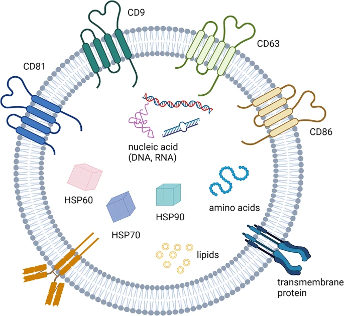图3：外显子组的特征。