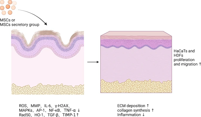图7：间充质干细胞促进皮肤年轻化的机制