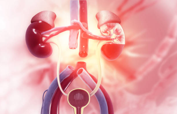 急性肾小管坏死-病因、症状、诊断和治疗