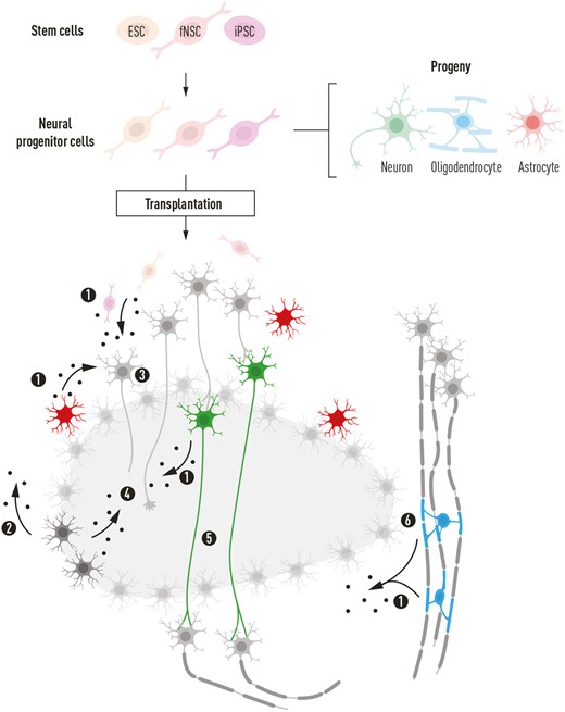 图2:神经祖细胞 (NPC) 的潜在影响说明 图2:神经祖细胞 (NPC) 的潜在影响说明