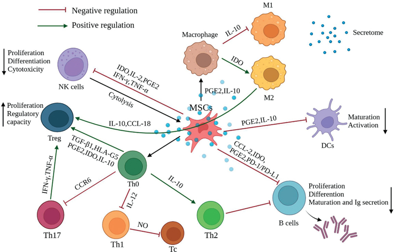 图2：间充质干细胞充当免疫调节剂，影响其他免疫细胞的行为以产生更平衡的免疫反应
