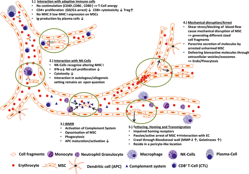 图3：静脉注射后间充质干细胞与组织微环境的相互作用