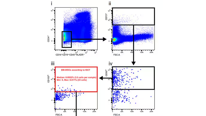 研究人员通过一系列步骤筛选数据，在骨髓浆中寻找这些干细胞。他们找到了 3.5 个。 