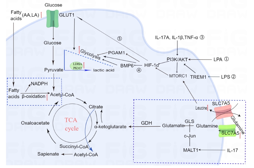 图1:牛皮癣患者角质形成细胞的代谢途径发生改变。 图1:牛皮癣患者角质形成细胞的代谢途径发生改变。
