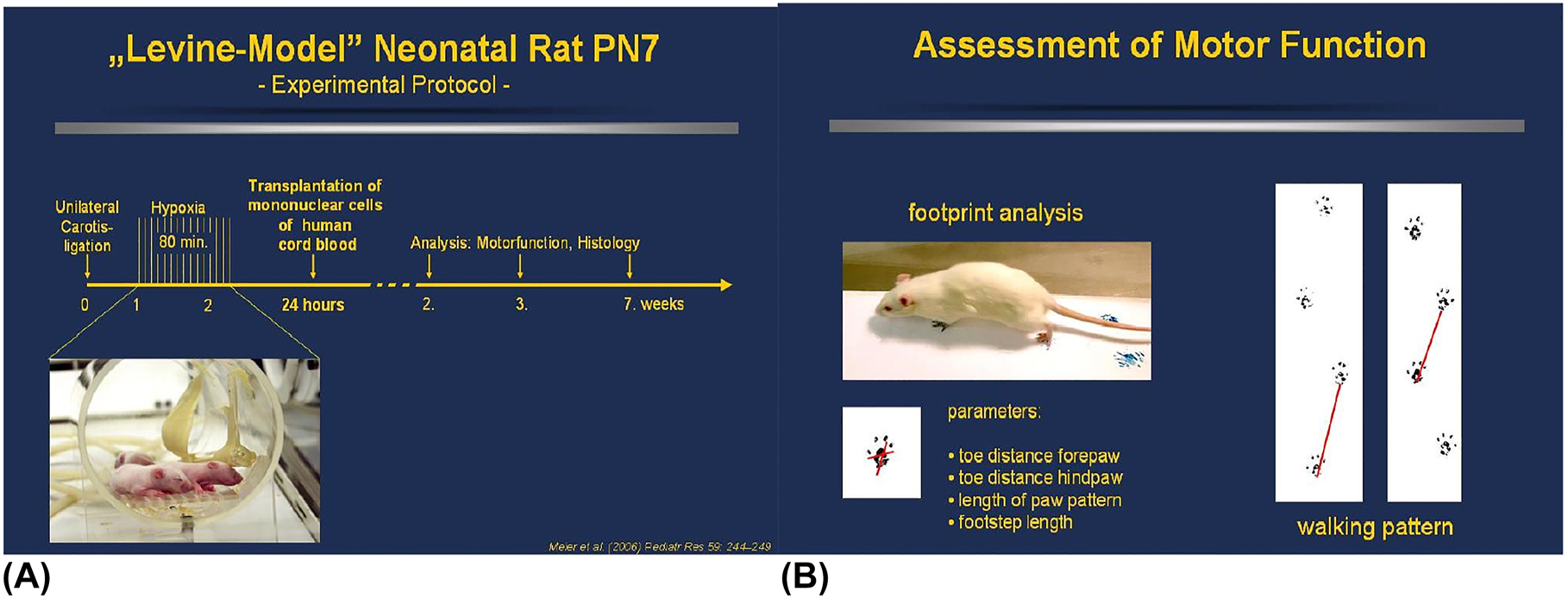 新生大鼠脑缺氧缺血莱文模型