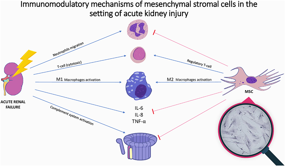 图1：间充质基质细胞在急性肾损伤中的免疫调节机制。