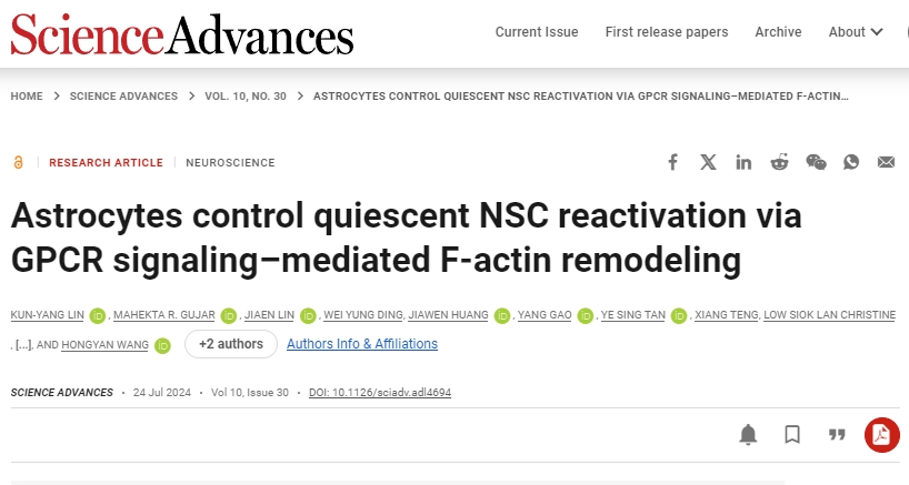 星形胶质细胞通过 GPCR 信号介导的 F-肌动蛋白重塑控制静止 NSC 再激活 星形胶质细胞通过 GPCR 信号介导的 F-肌动蛋白重塑控制静止 NSC 再激活