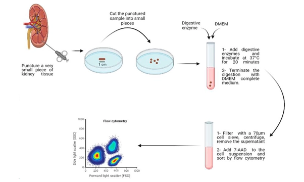图2：从人类肾脏活检中分离活细胞的示意图