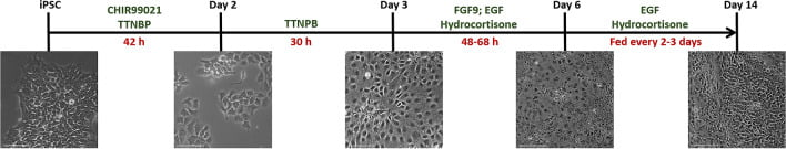 图3：人类 iPSC肾脏分化示意图