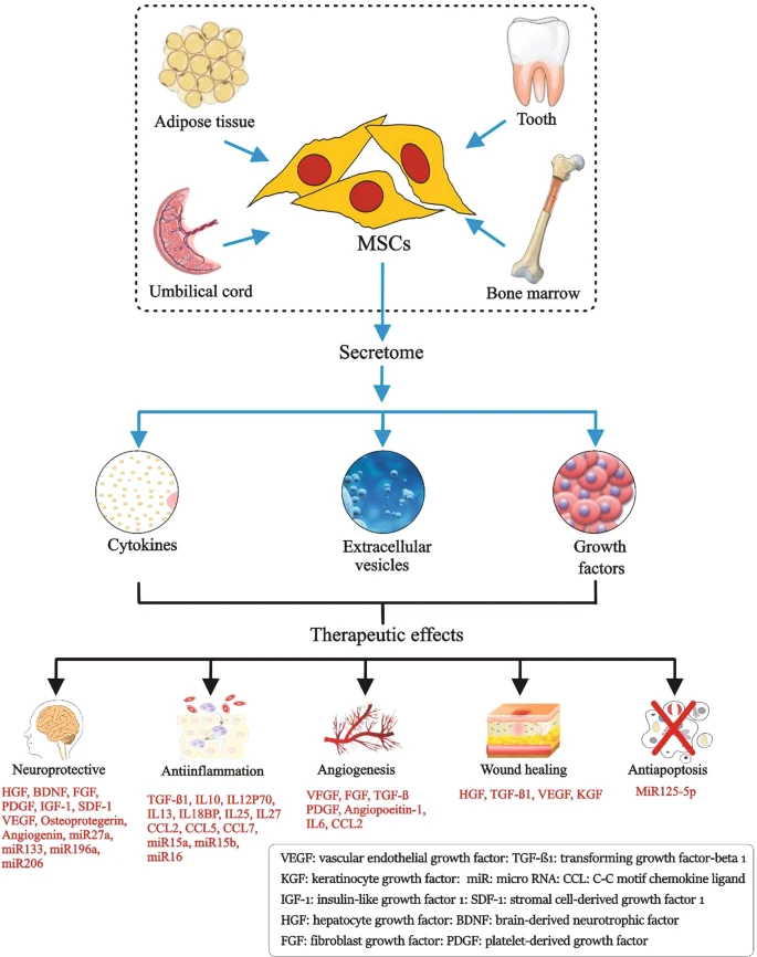 图1：间充质干细胞的来源、分泌组组成和治疗益处。