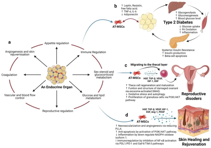 不建议使用自体AT-MSC治疗T2DM等代谢疾病（图4）。