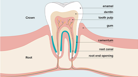 牙髓间充质干细胞的来源、特性、作用是什么？