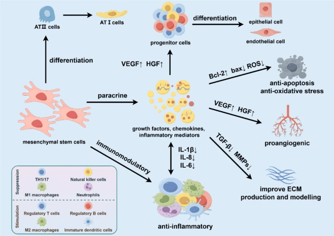 图3：基于间充质干细胞治疗慢阻肺的机制