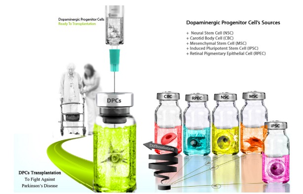 图3：用于产生多巴胺能神经元的不同细胞来源，以便将其应用于PD患者的移植。